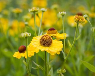 Helenium 'Riverton Beauty'