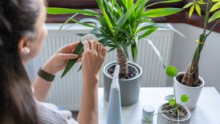 woman wiping a yucca plant's leaves