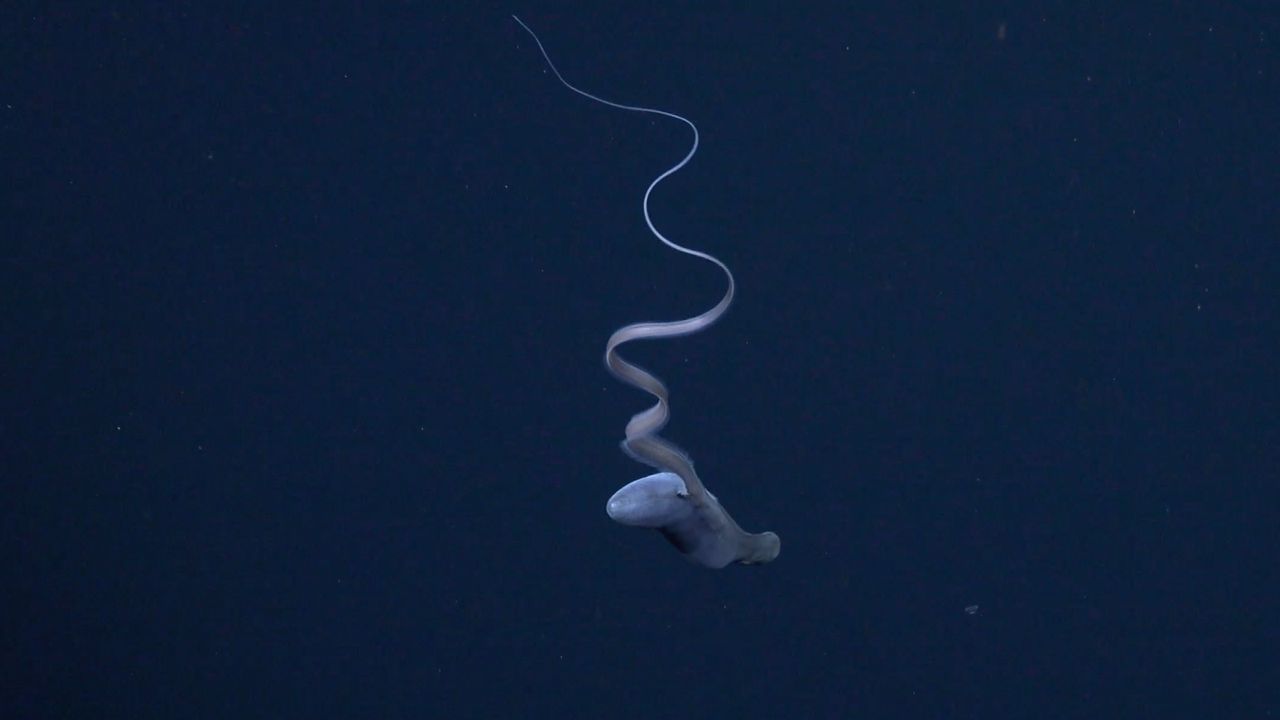 The gulper eel swims away with its tail twirling like a ribbon