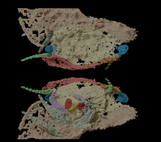 A top and bottom view of a CT scan of the head of Arthropleura.