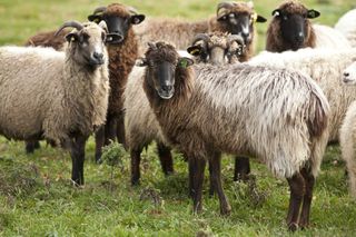 Navajo-Churro sheep produce prized wool that can be found in a wide variety of colors and is used for many traditional Navajo ceremonies, clothing and rugs.