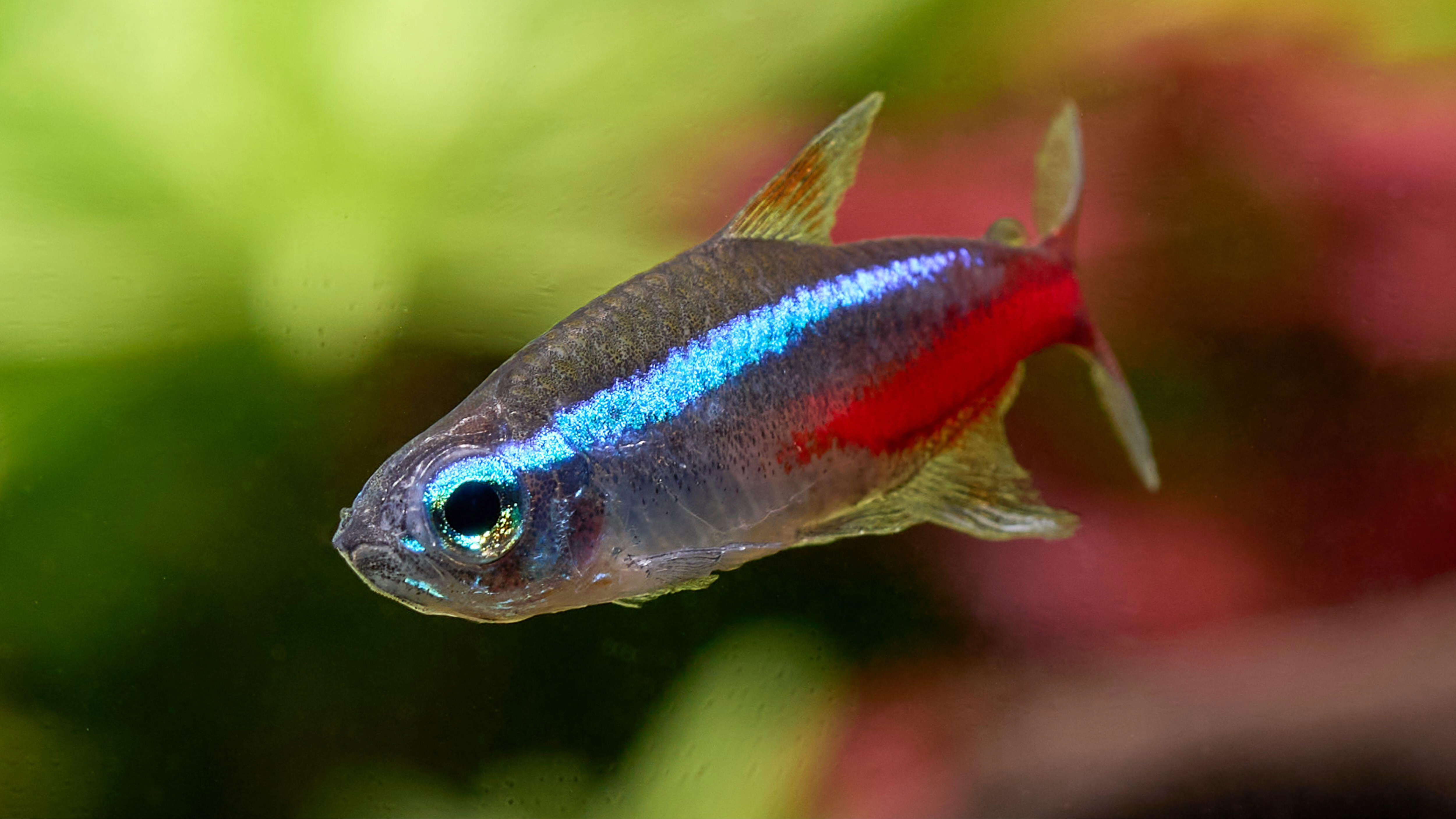 Neon tetra