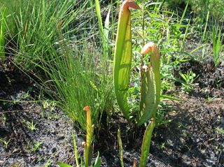 Hooded pitcher plant