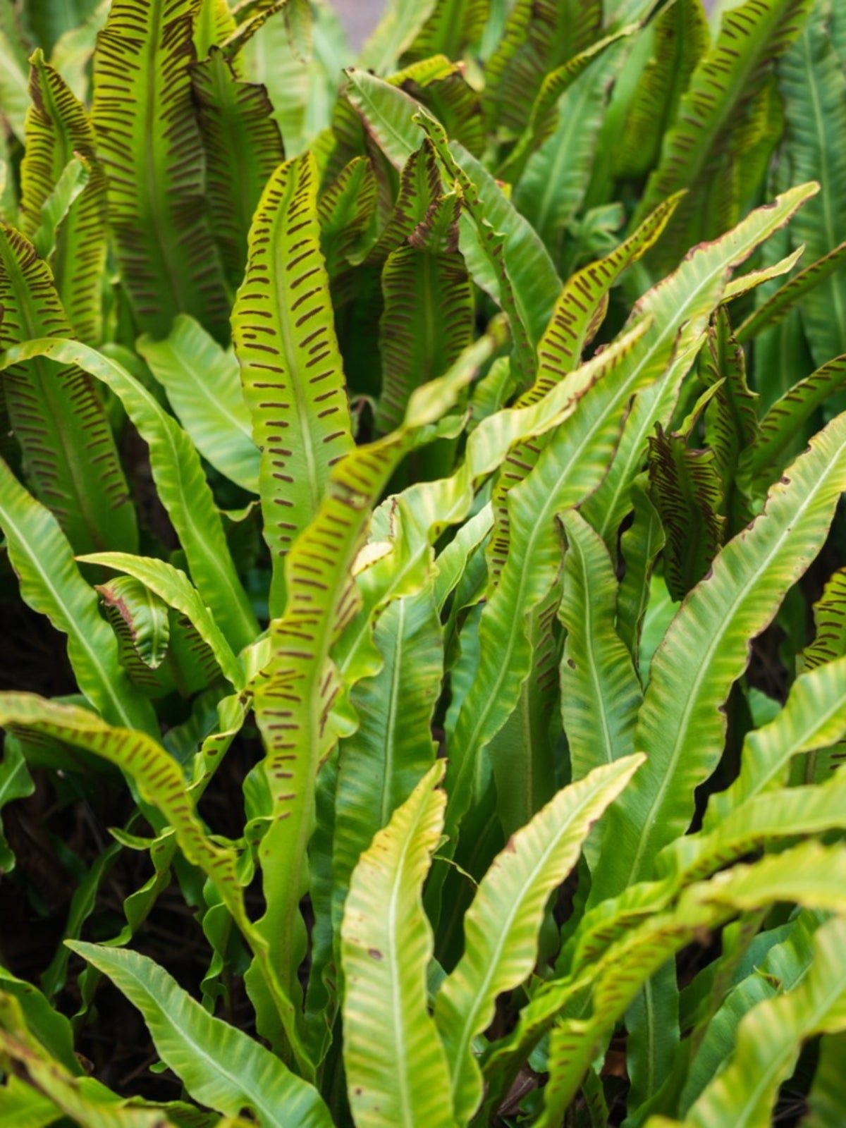 Hart&amp;#39;s Tongue Fern Plants