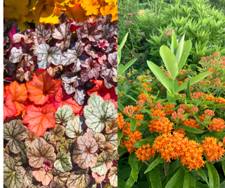 Heuchera and Butterfly milkweed