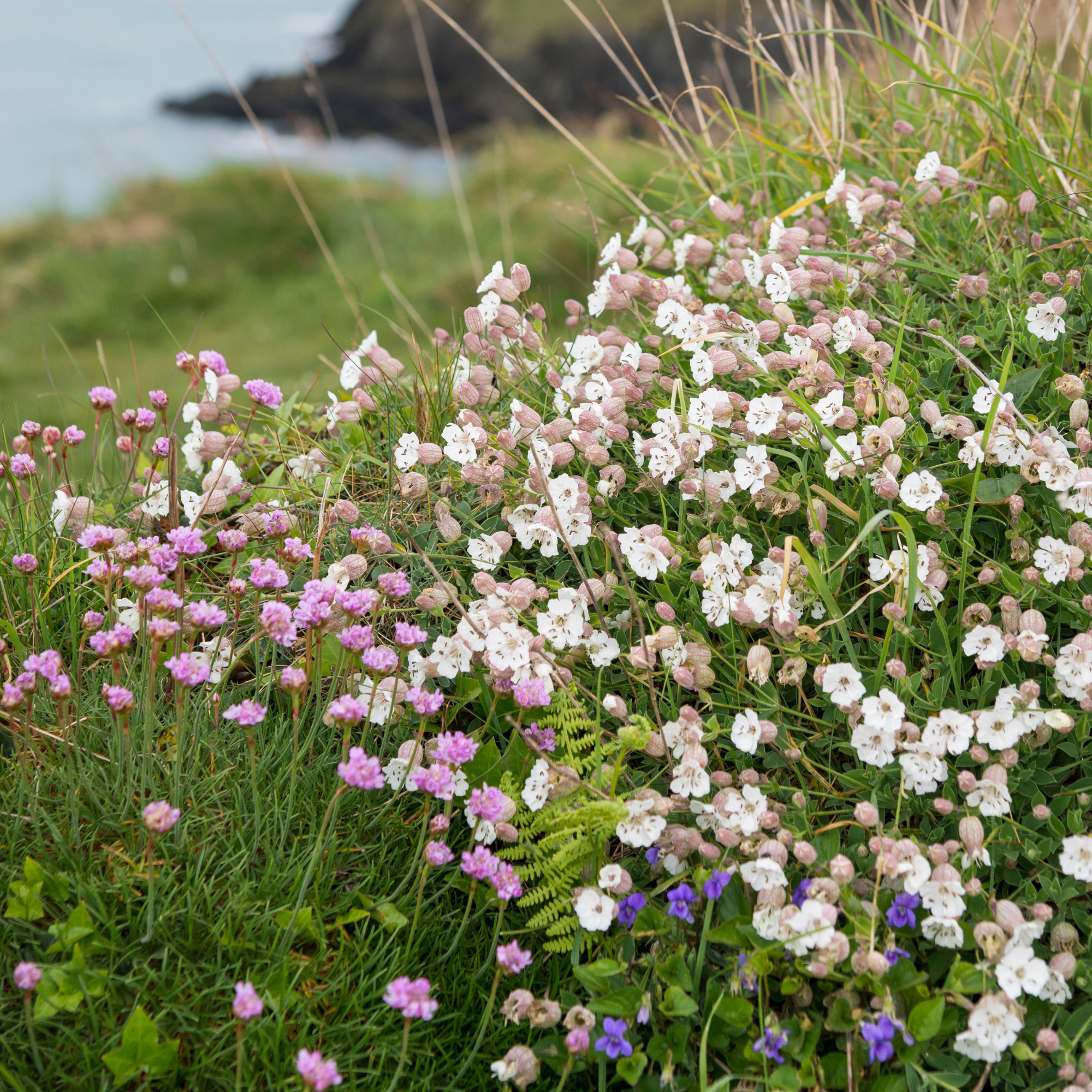 Sea Campion and Thrift in Pembrokeshire, Wales
