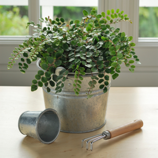 button fern in metal pot on windowsill next to small pot and mini rake