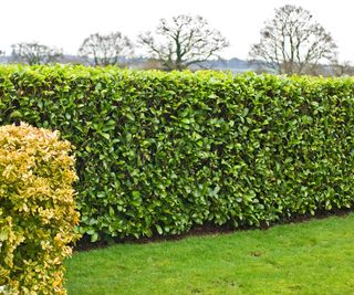 A neatly-clipped laurel hedge in a garden