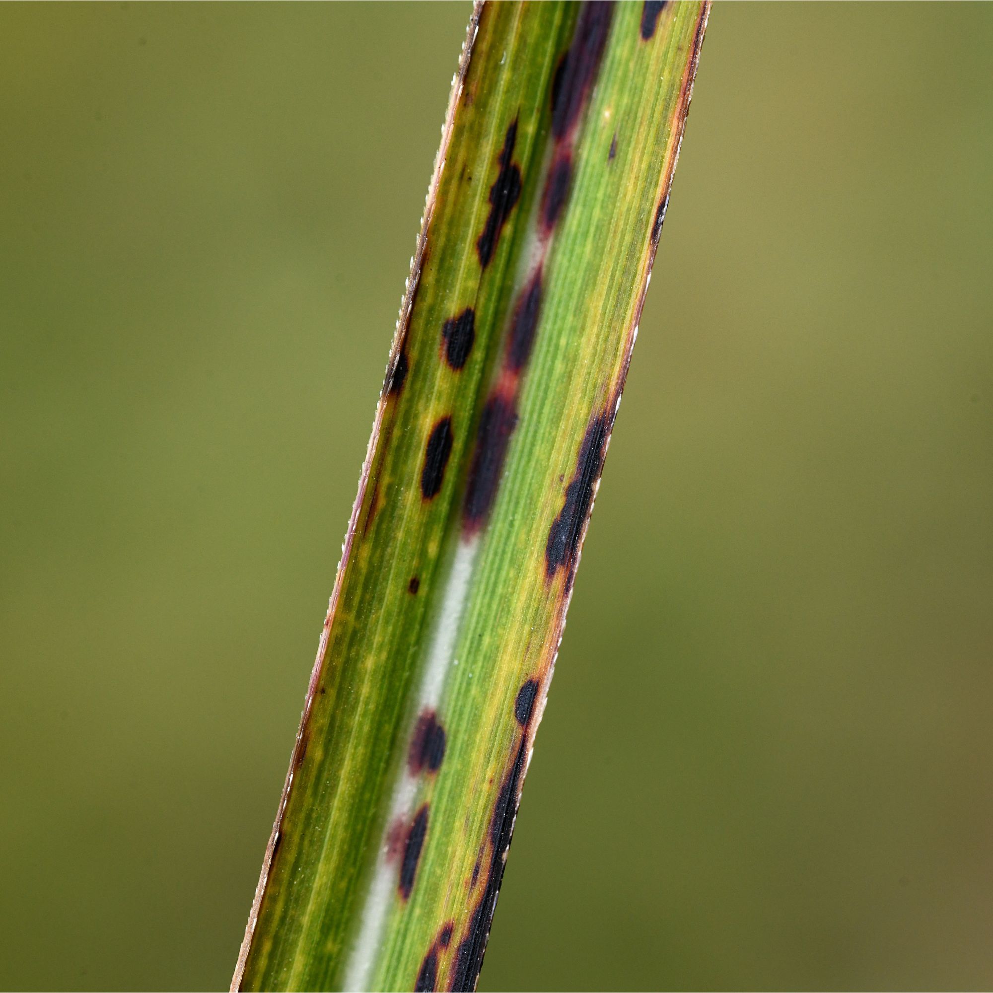Black spots on diseased blade of grass