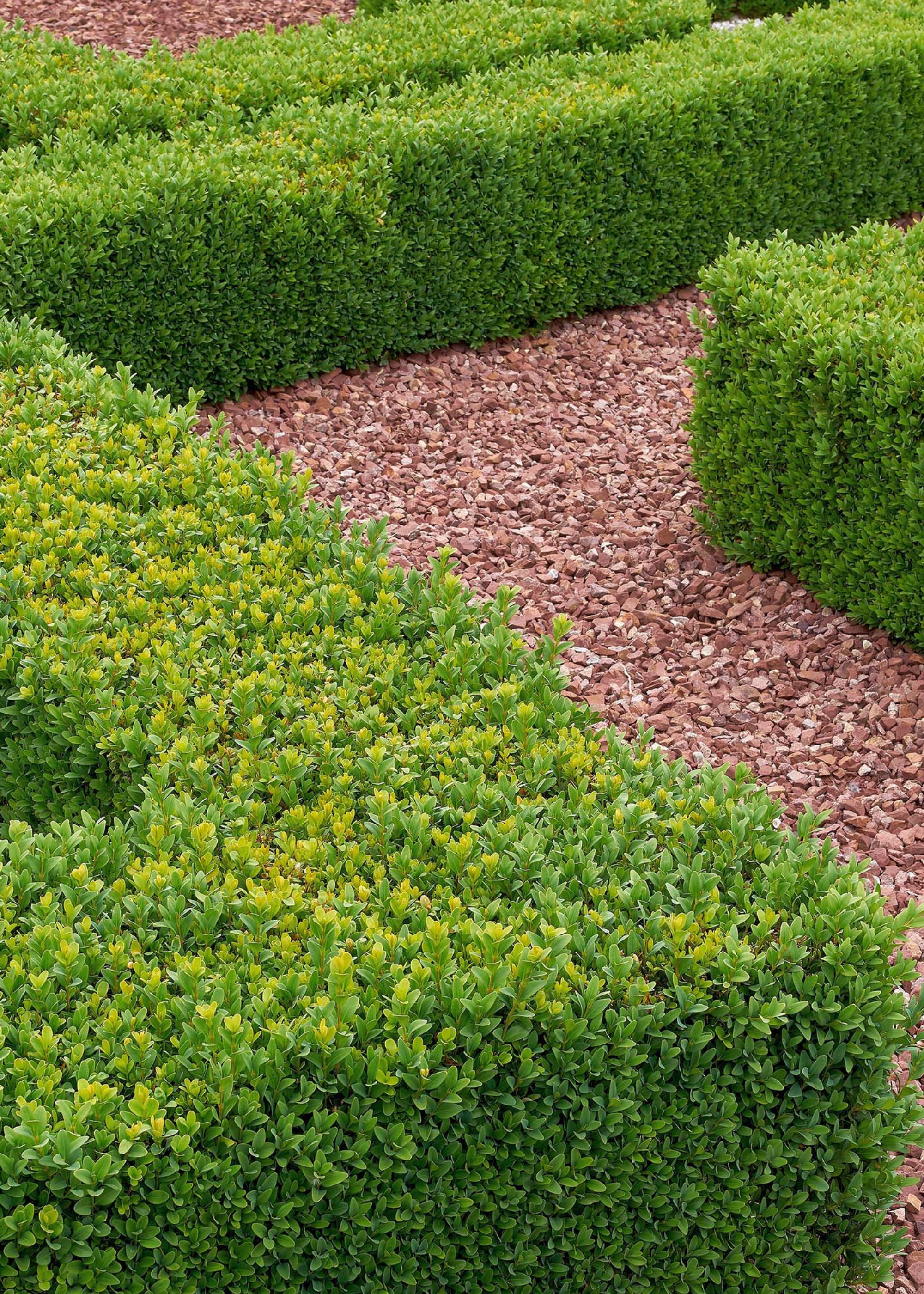A boxwood hedge from Gardeners Dream