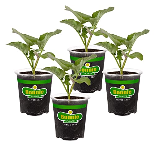 Bonnie Plants Lieutenant Broccoli 19.3 Oz. 4-Pack