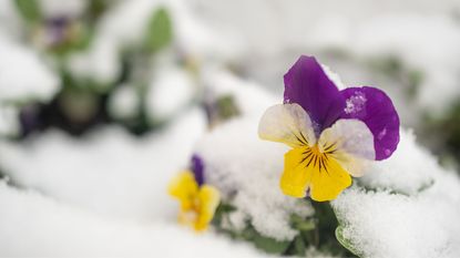 Spring flowers under the snow - stock photo
