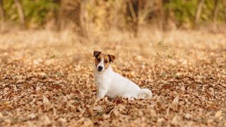 Jack Russell Terrier sits in autumn leaves