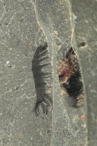 Photos Naked Ancient Worm Hunted With Spiny Arms Live Science