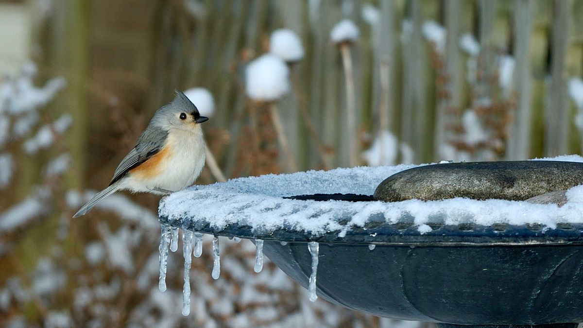 Winter Gardening Hacks To Keep Your Backyard Safe This Season - cover