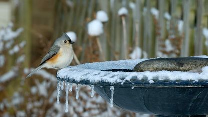 Tufted Titmouse in winter sitting on heated birdbath with snow and icicles hanging from sides.