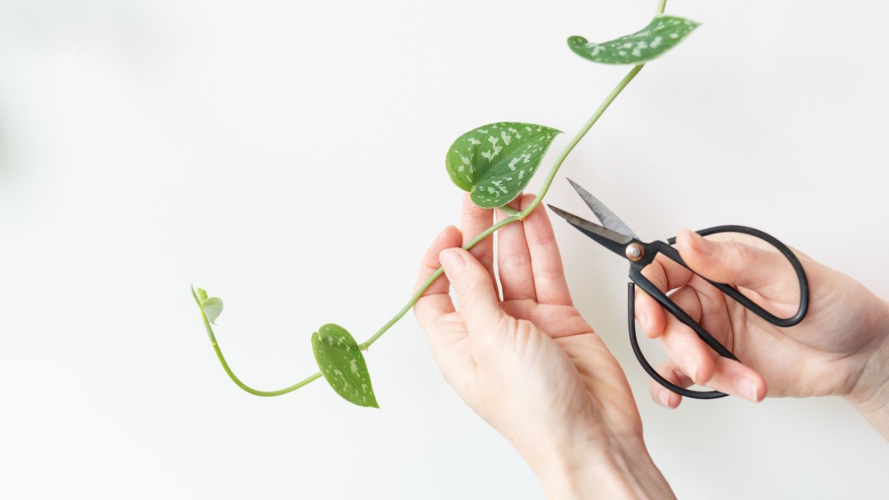 Trimming a single pothos vine with black scissors