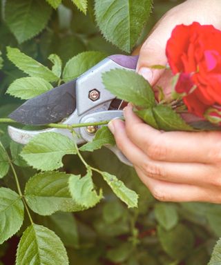 Woman hands with gardening shears cutting red rose of bush, close-up