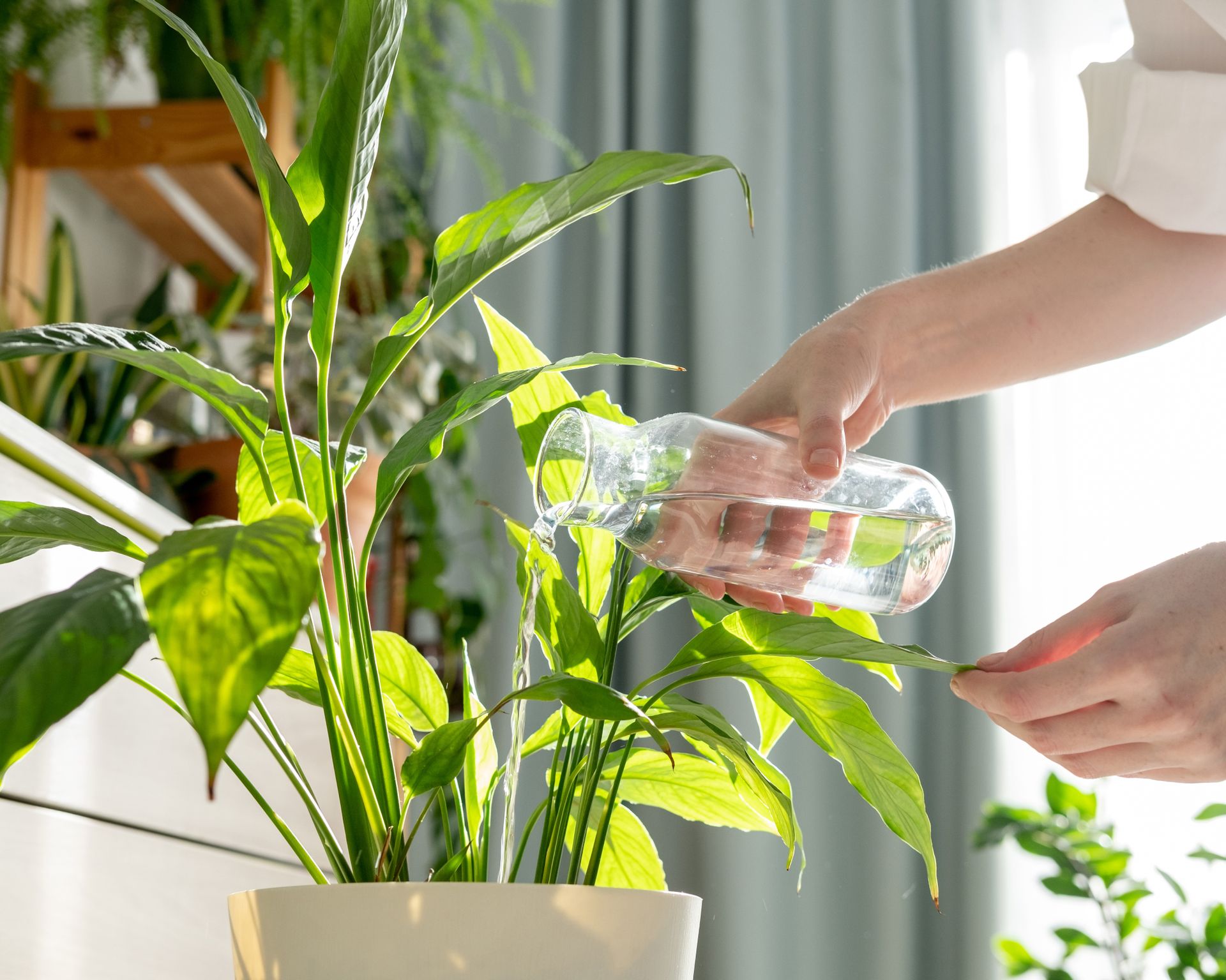 watering a houseplant carefully
