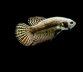 Photo of a wild betta fish. The wild version is rather dull compared to the captive versions of betta fish.