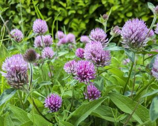 Red clover