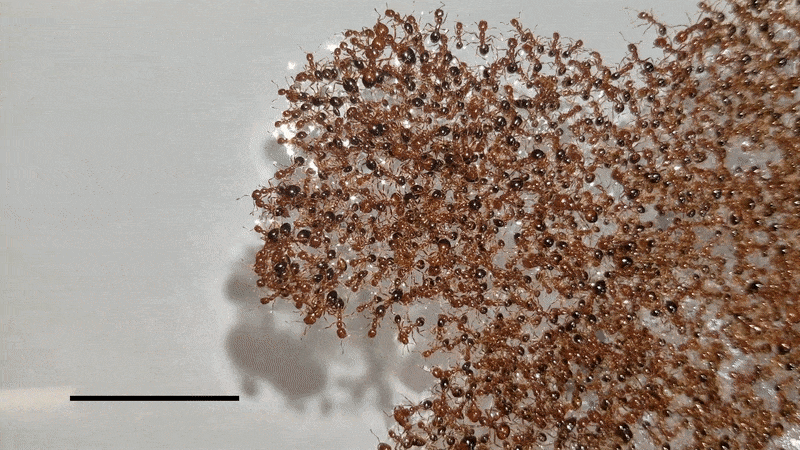 Freely moving ants clamber over stationary ants that anchor together to form a fire-ant raft.