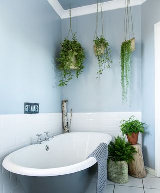 A small bathroom with blue walls and a roll top bath next to plants
