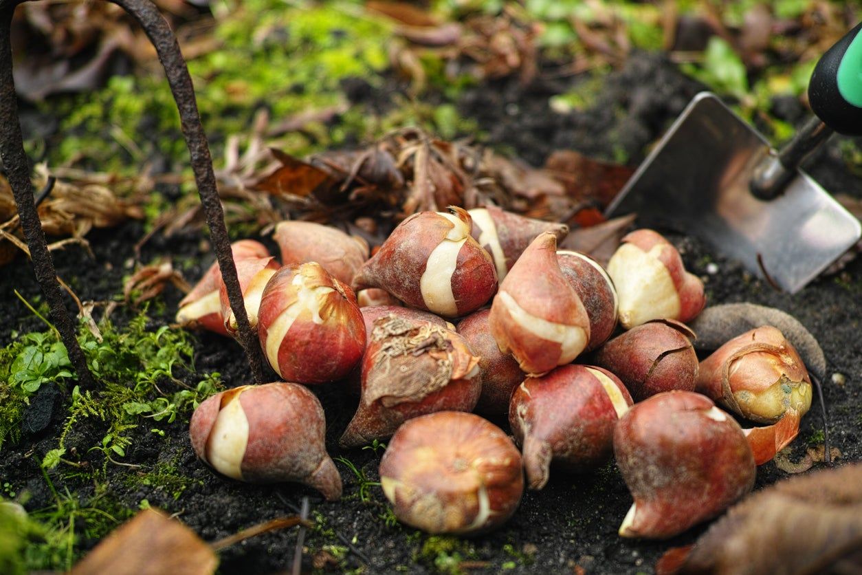 Bulbs Sitting Above Ground Next To Gardening Shovel