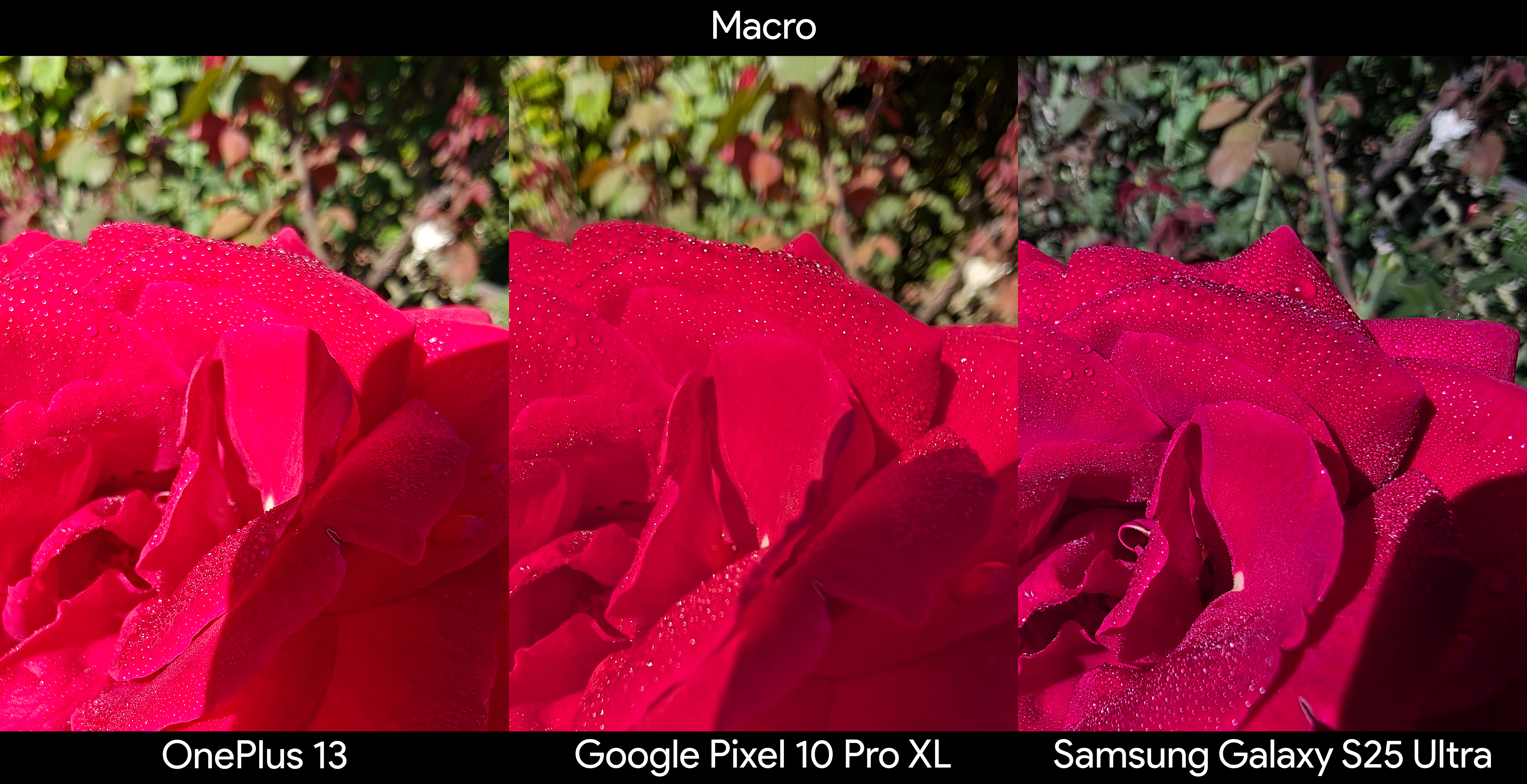 Comparing a macro shot of a red rose with dewdrops on it between the Google Pixel 10 Pro XL, Samsung Galaxy S25 Ultra, and OnePlus 13