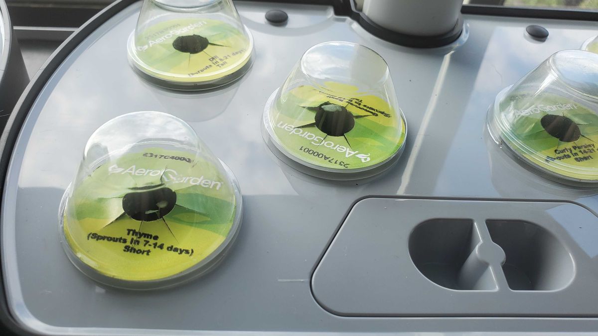 plants growing in AeroGarden Harvest