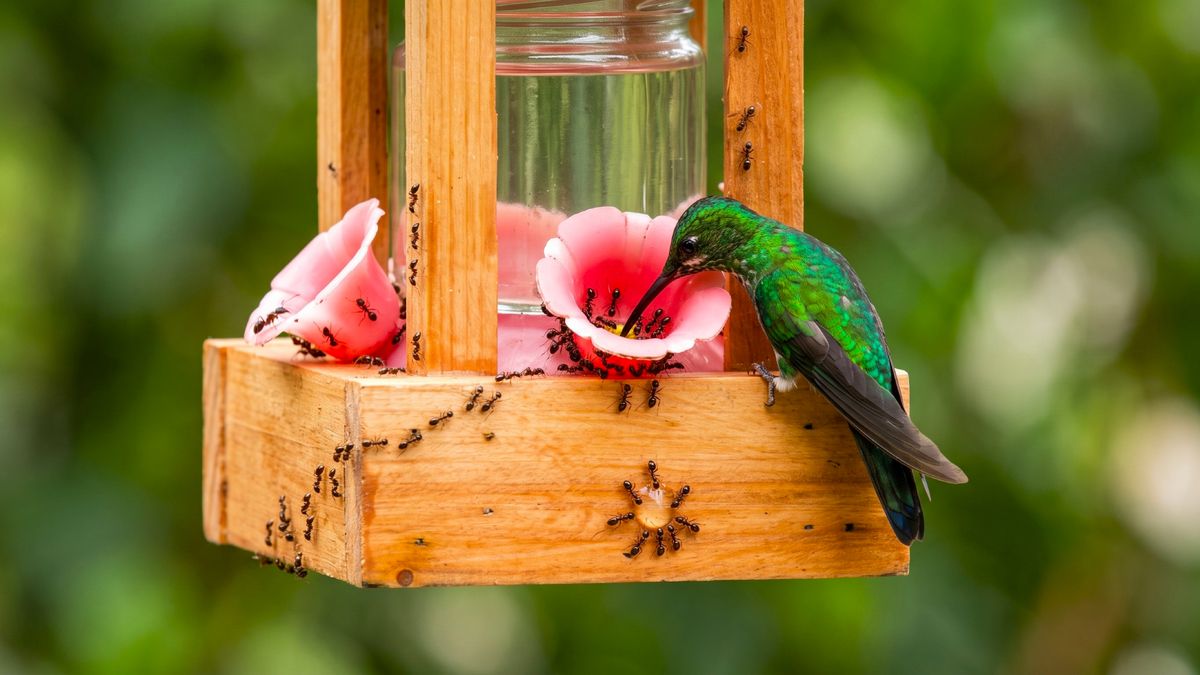 Ants on Your Hummingbird Feeder? 5 Easy, Natural Solutions to Try