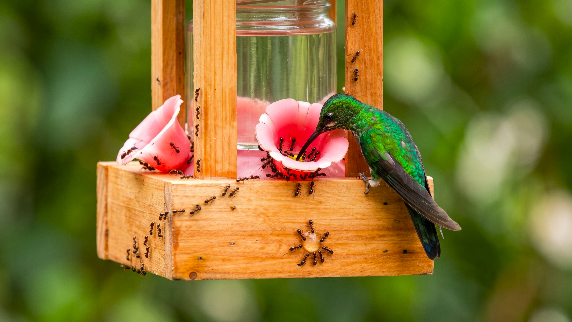 hummingbird feeder