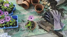 A green wooden gardening workbench with purple flowers, pots, soil, shovels, and more