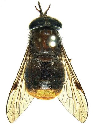 gold butt beyonce bug