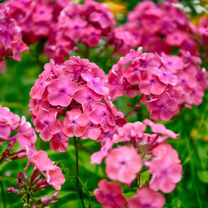 Pink garden phlox