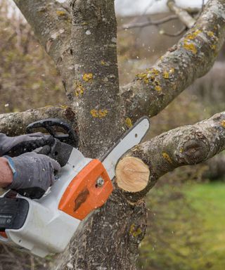 Battery powered saw cutting through a fruit tree