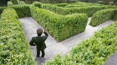 A confused man hits a dead end in a garden maze of hedges.