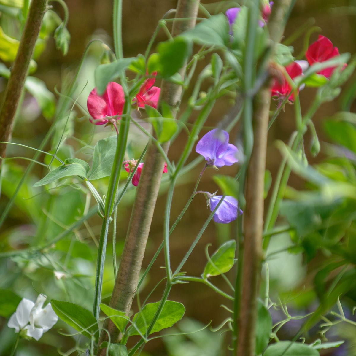 When to plant sweet peas outside to fill your garden with vibrant blooms and heavenly fragrance come summer