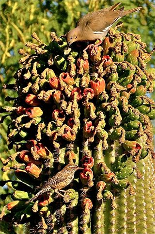 cactus wren