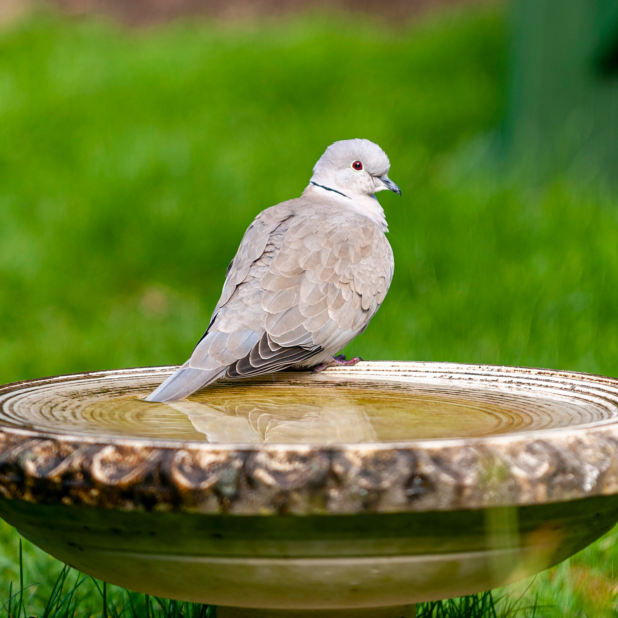 collared dove on the edge of a bird bath.