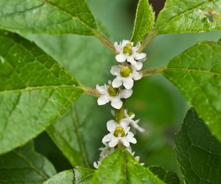 winterberry shrub showing white flowers