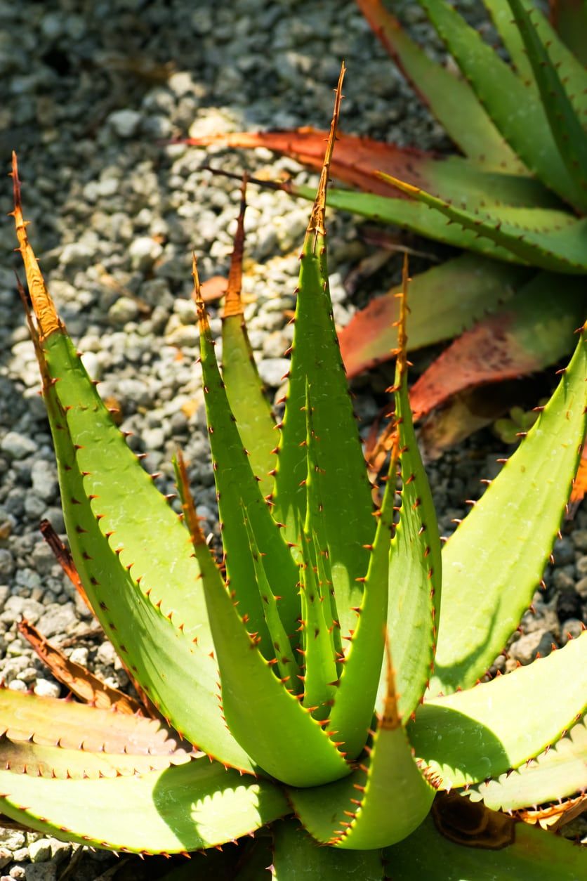 Aloe Vera Relatives Learn About Different Types Of Aloe Plants Gardening Know How 7510