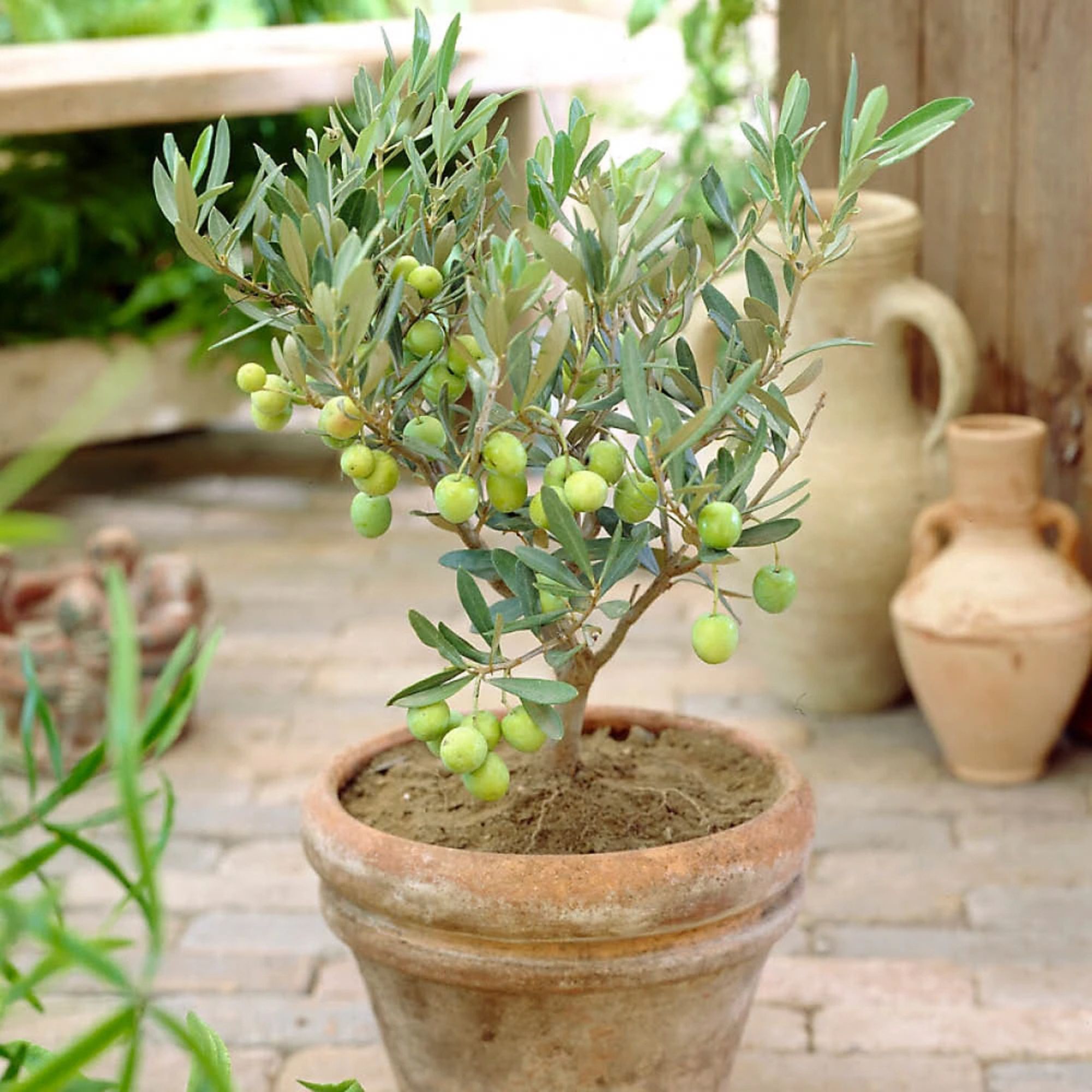 potted olive tree B&amp;amp;Q