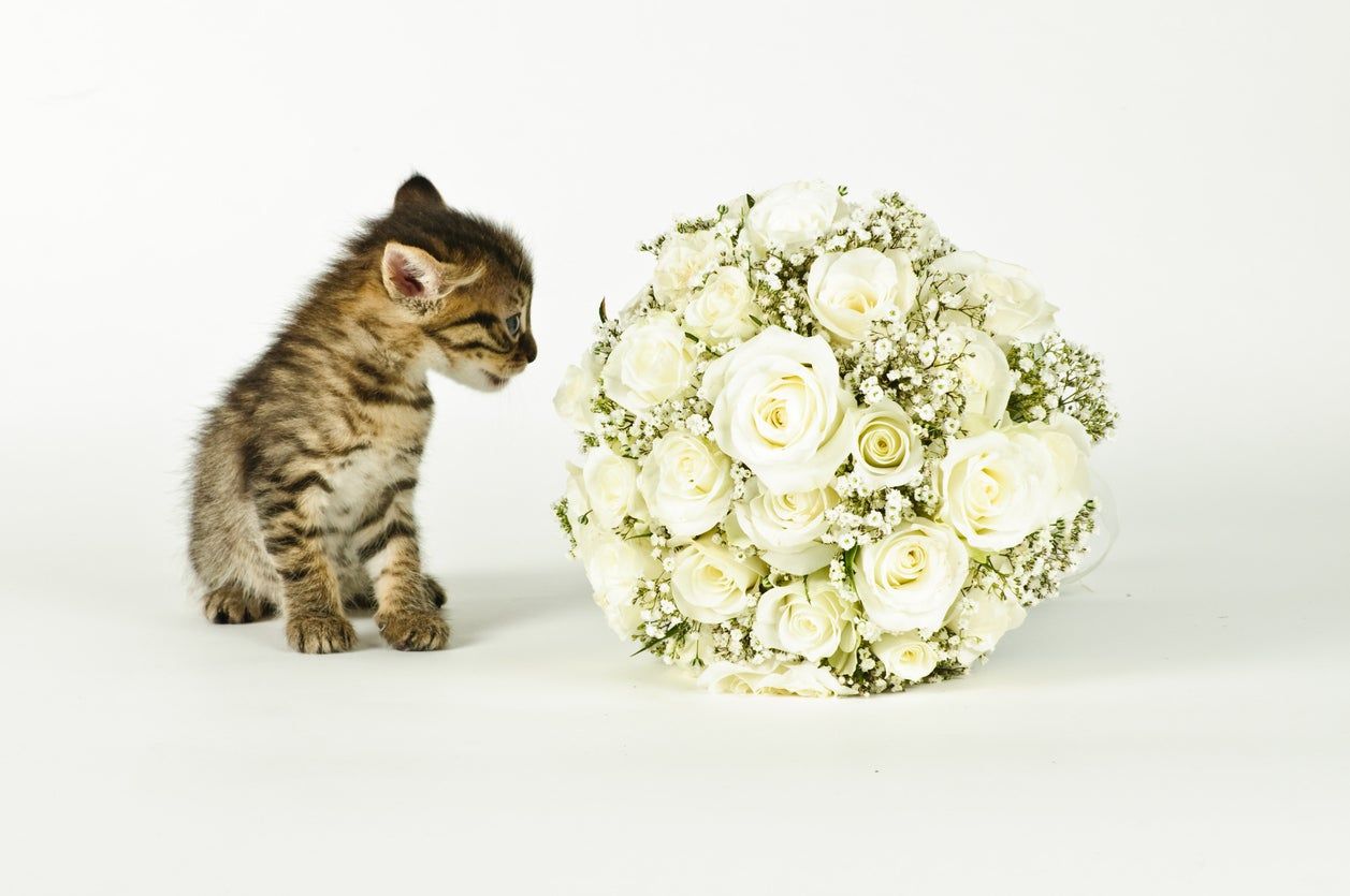 Kitten Looking At Baby&amp;#39;s Breath Plant