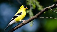 American goldfinch perching on a branch