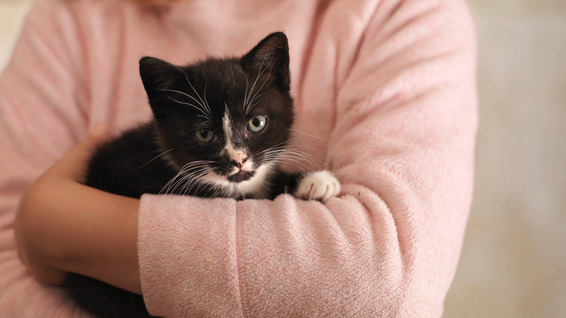 Black and white kitten being held in someone's arms who is wearing a pink jumper