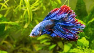 Blue betta colorful tropical fish with an extravagant blue and red tail