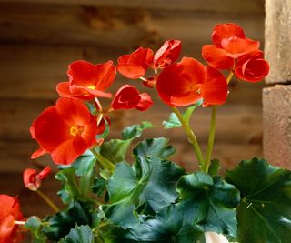 Rieger begonia