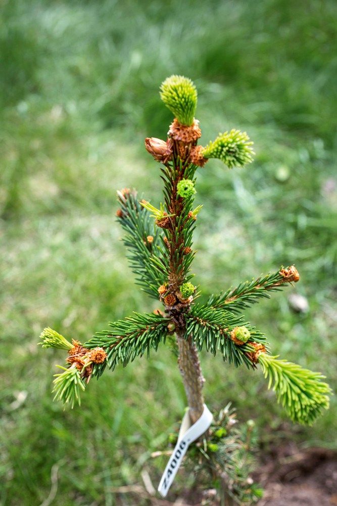 spruce tree