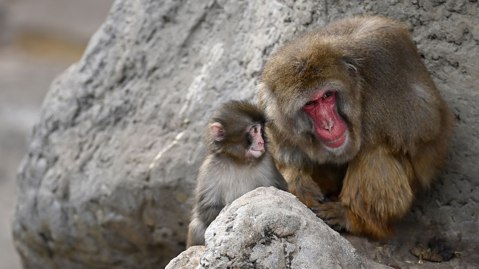 
                                Punch, baby monkey who had been briefly abandoned by his mother, is seen finding comfort with her at a zoo in Chiba, Japan
                            